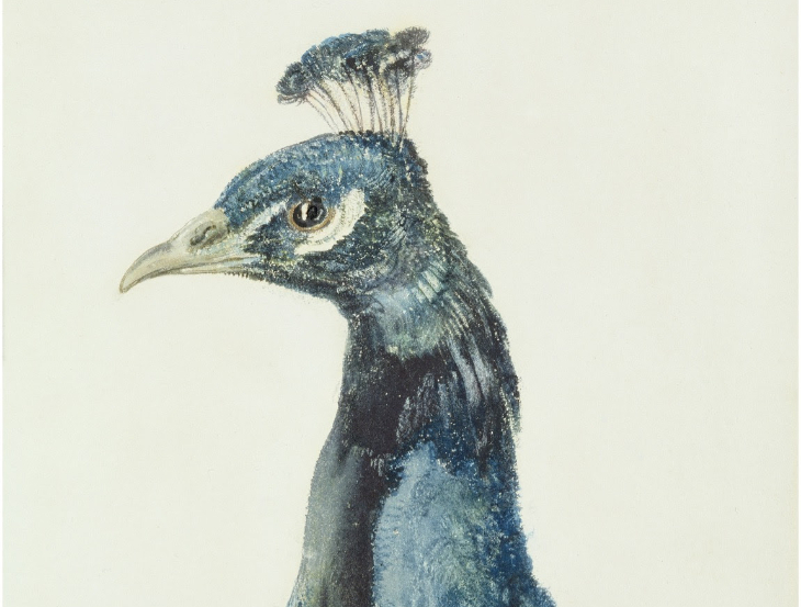 Today's events in London:  an artwork depicting a peacock