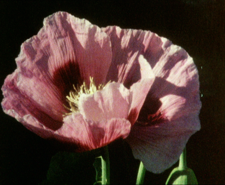 Things to do in London today: a close-up photo of a pink poppy