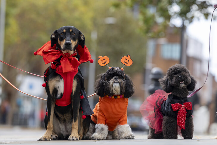 Dogs in Halloween dress