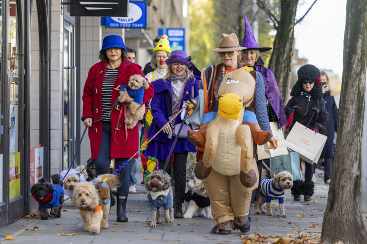 People parading down the street with their dressed up dogs