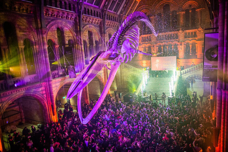 A party beneath Hope the Whale