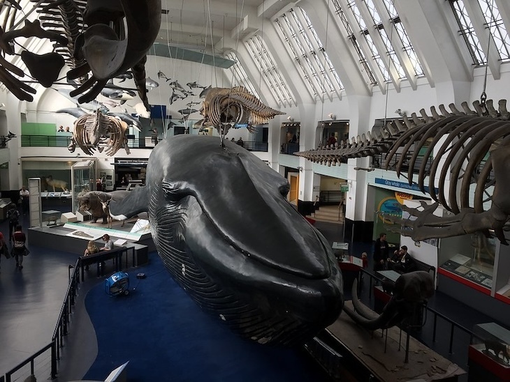 Model of a blue whale