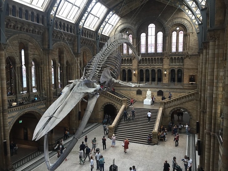 A skeletal whale in natural history museum called hope