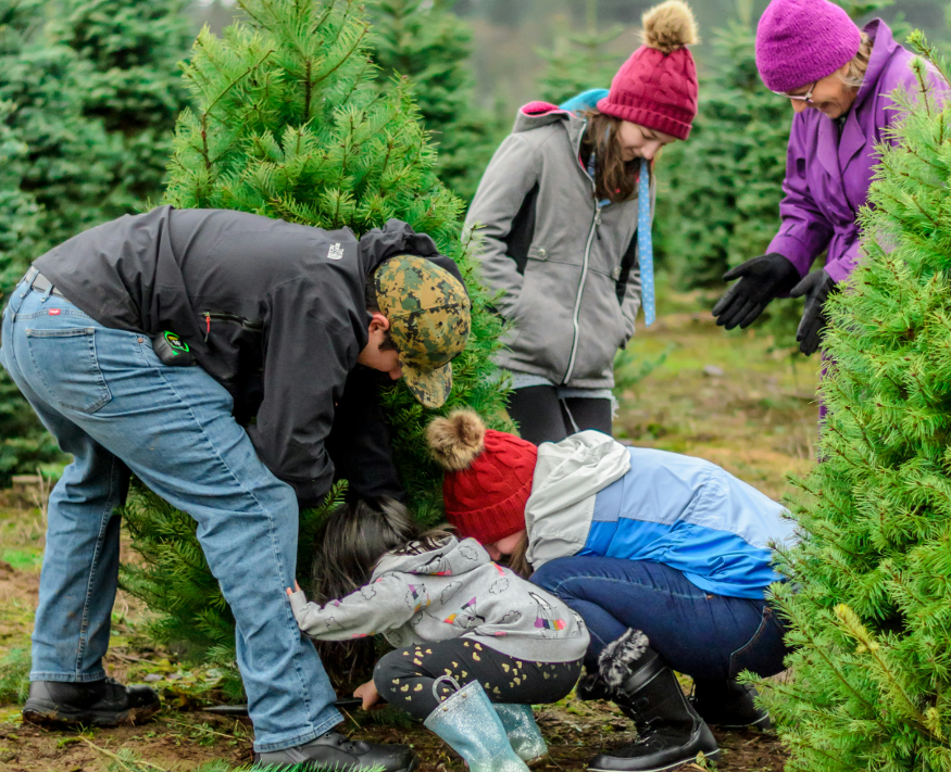 Christmas tree farms London 2025: a family digging up a Christmas tree on a Christmas tree plantation