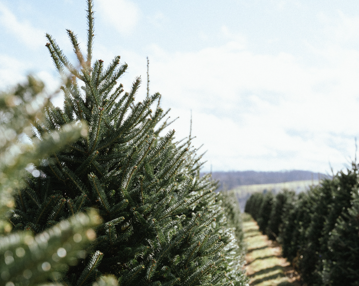 PYO Christmas tree farms London 2025 : rows of Christmas trees on a farm