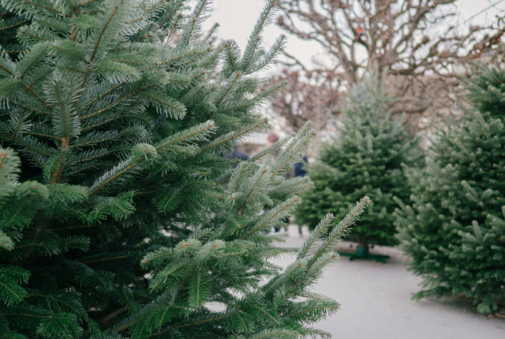 PYO Christmas tree farms London 2025: Christmas trees