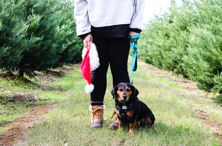 PYO Christmas tree farms London 2025: A woman and a dachshund posing for a photo among rows of Christmas trees