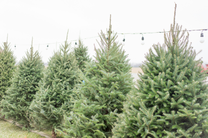 PYO Christmas tree farms London 2025: a row of Christmas trees in a field, with lights string between them