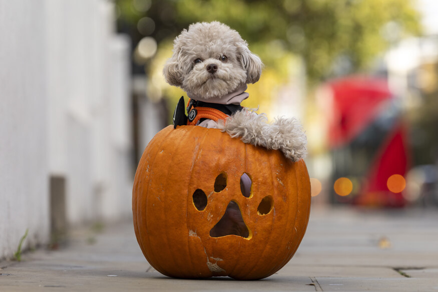 A small dog in a pumpkin