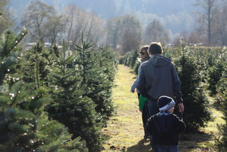 PYO Christmas tree farms London 2025: two adults and a child walking among trees on a Christmas tree farm