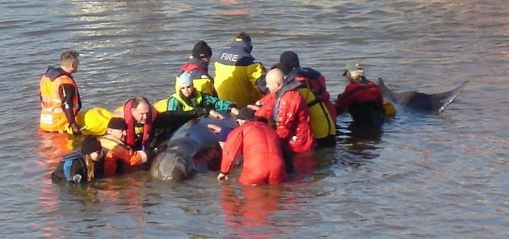 A whale being rescued in the thames