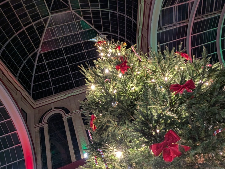 A tree rising towards a glass ceiling