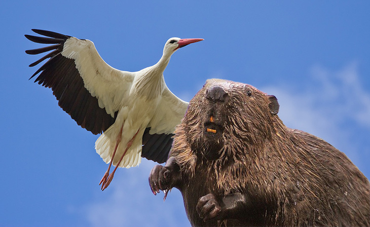 A stork and a beaver