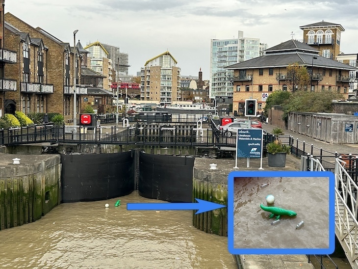 Crocodile in Limehouse Basin