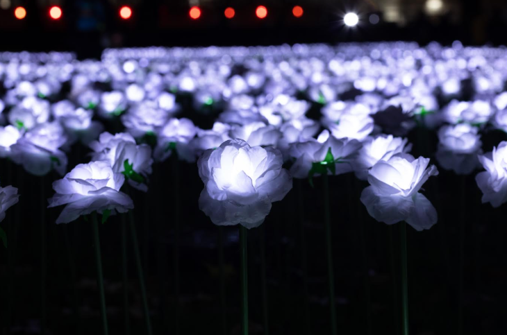A field of roses, glowing white in the dark