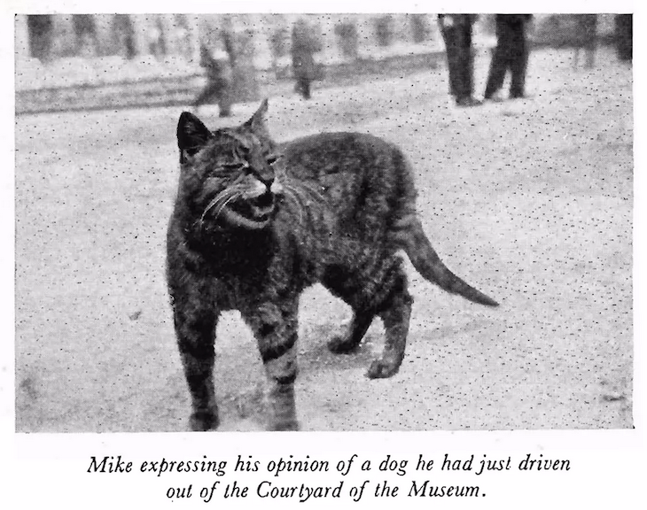Mike the cat at the British Museum