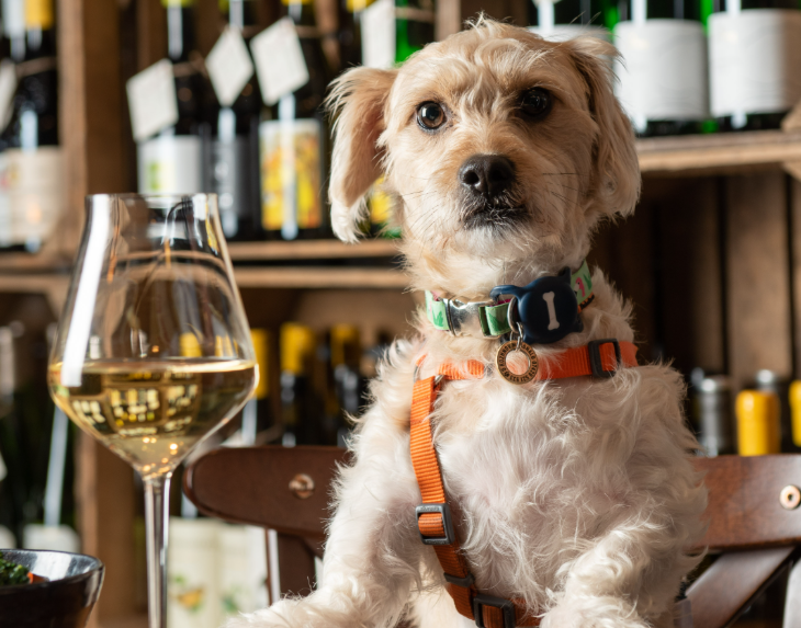 Things to do in London today: a dog sitting next to a glass of white wine
