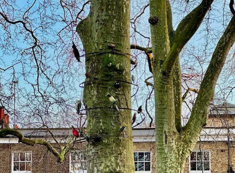 A plane tree in Regent Square with sculptural birds