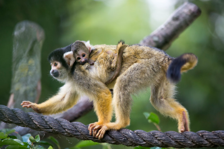 London Zoo trivia: an adult squirrel monkey carrying a baby on its back