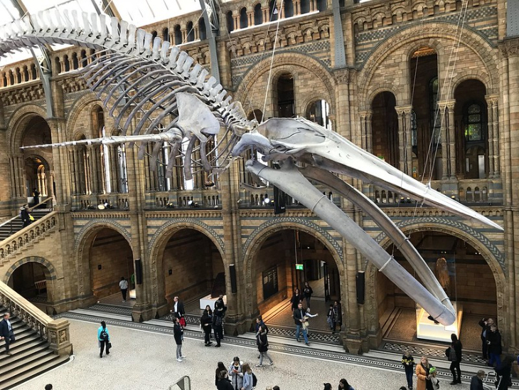 What's on in London today: the whale skeleton in the Hintze Hall at the Natural History Museum