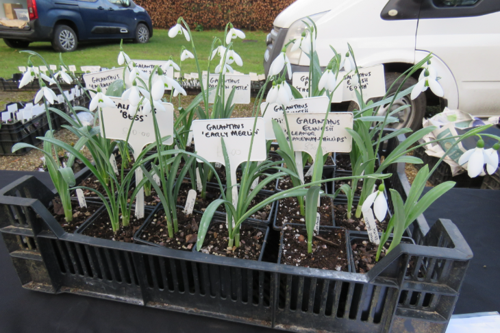 What's on in London today:  a tray of snowdrops for sale