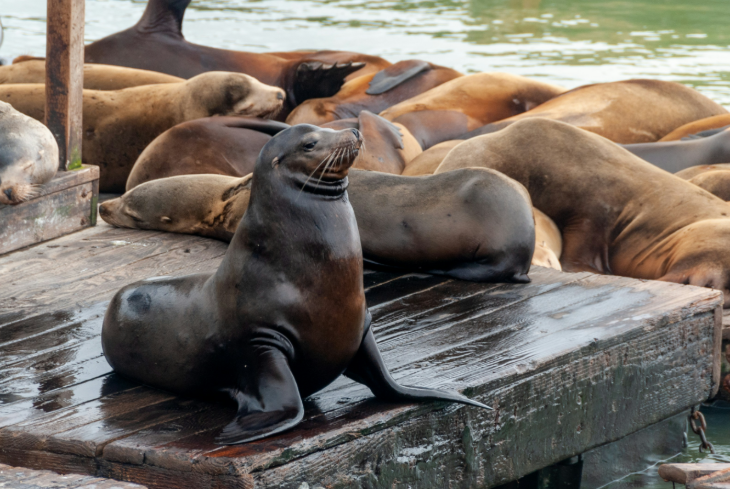 London Zoo trivia: a sea lion on a wooden deck