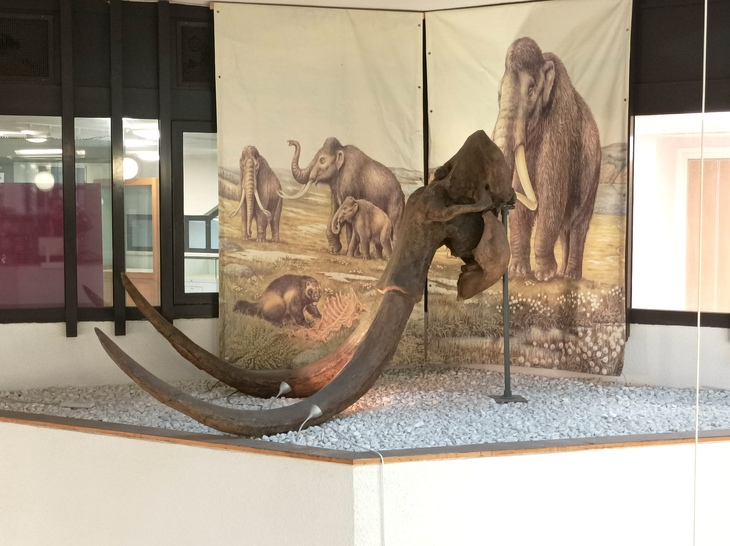 Free museums: mammoth tusks