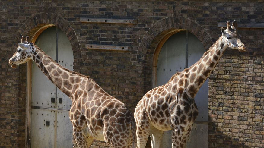 8 Secrets Of London Zoo