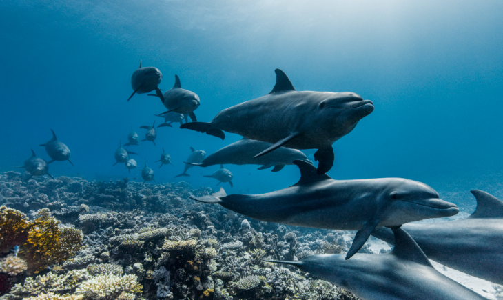 Top things to do in London today: a photo of dolphins swimming in the sea