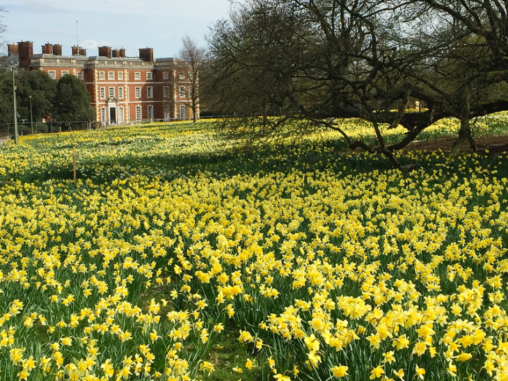 London's best flower displays: a field full of daffodils in front of a manor house building
