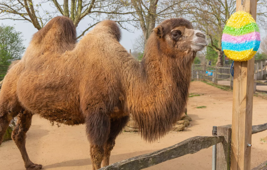 Easter holiday events in London: a camel looking at an Easter egg pinata