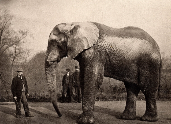 Black and white image of an elephant and its zookeeper