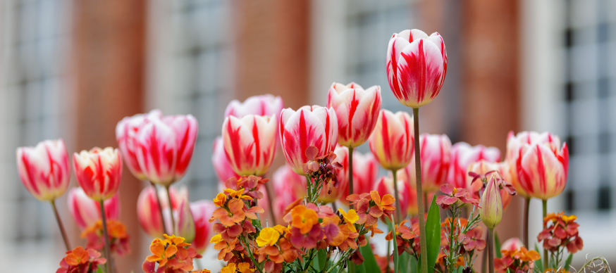 Tulips in London: red and white dappled tulips planted together for the Hampton Court Palace Tulip Festival.