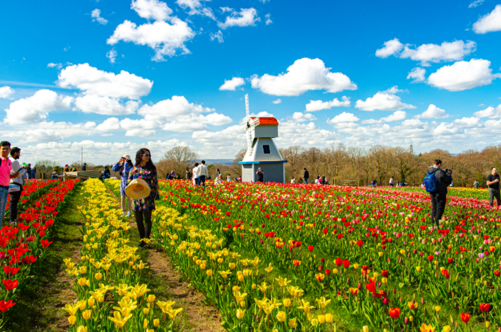 People wandering among rows of red and yellow tulips, with a windmill in the background