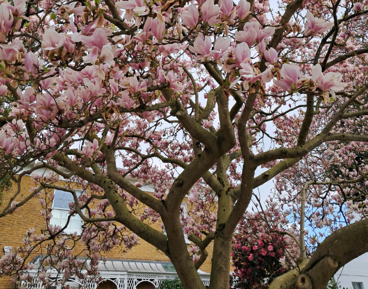 London's best flower displays: a magnolia tree in the garden of a house