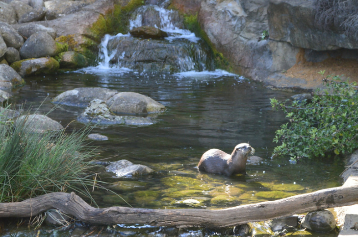 Animal days out in London: an otter in a shallow pond in front of a waterfall