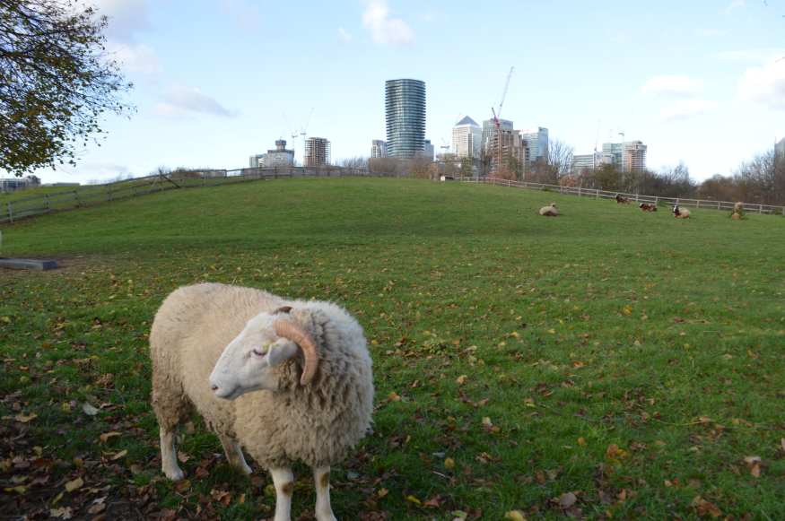 Animal days out in London:  a sheep in a field with Canary Wharf skyscrapers in the background