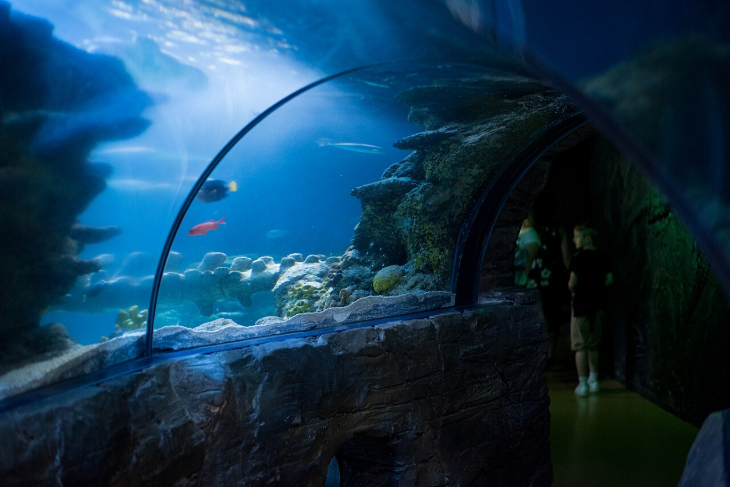 Animal days out in London: a walk-through tunnel beneath the water at the London Aquarium