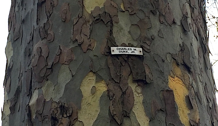 Plane tree with a name badge of Charles Duke