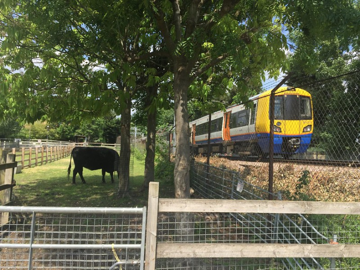 Animal days out in London: a cow grazing in a field while a London Overground train passes on the other side of the fence