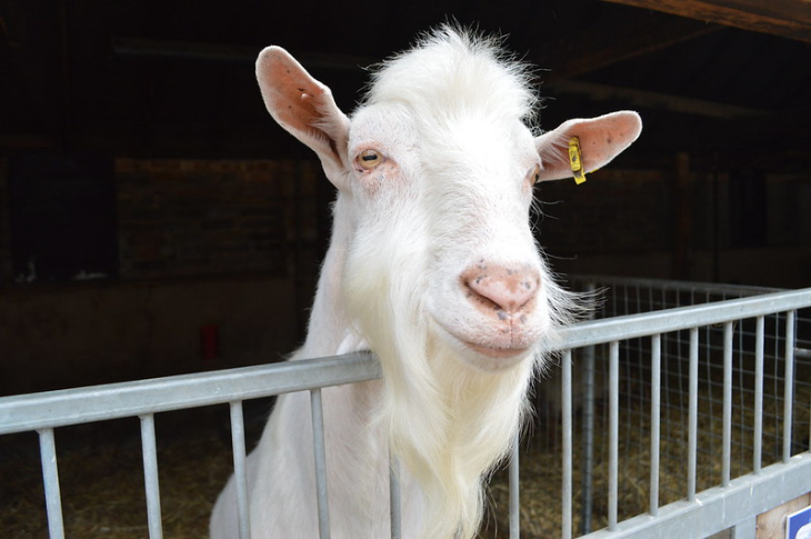 Animal days out in London:  a white goat looking over a fence at a farm