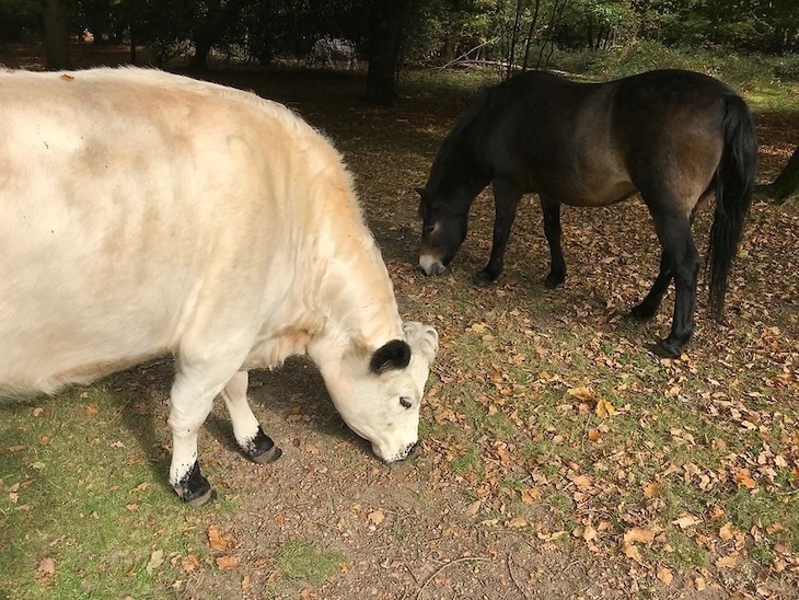 Animal days out in London:  a cow and a horse grazing beneath trees