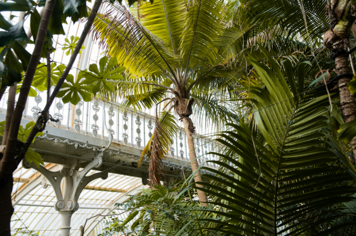 Best London gardens to visit: palms growing inside a glasshouse at Kew Gardens