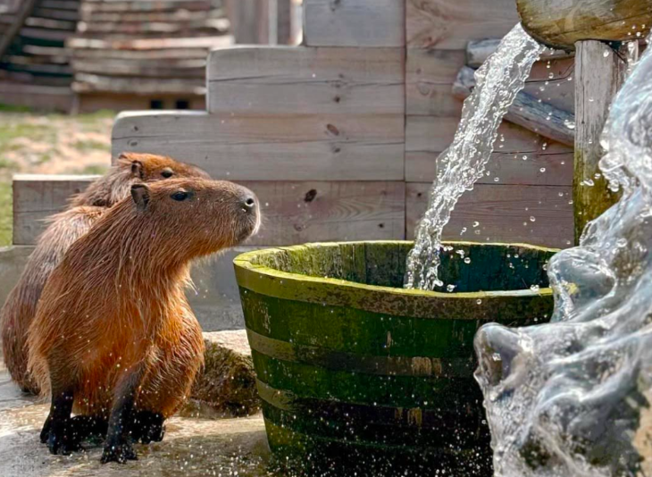 Animal Days Out In London: Farms, Zoos And Wildlife Parks To Visit