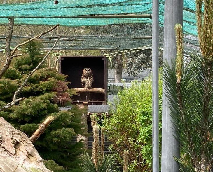 Animal days out in London: an owl sitting in a nesting box inside an enclosure