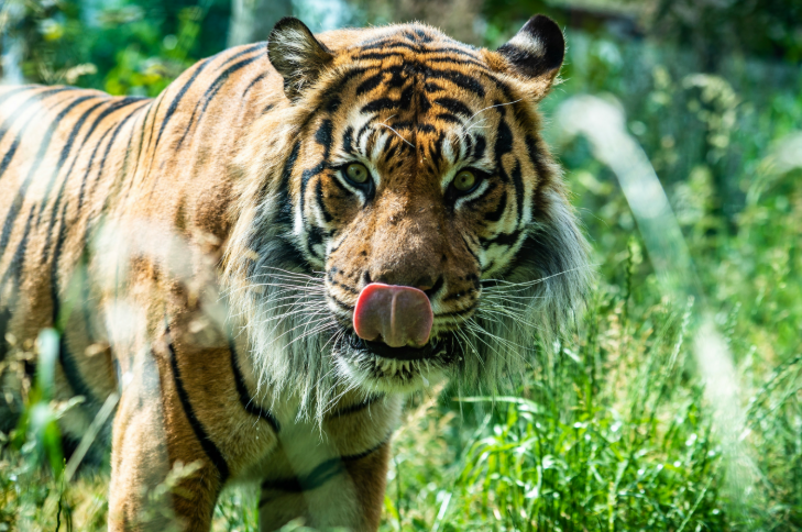 Animal days out in London:  a tiger, licking its lips and looking right at the camera