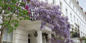 A Pretty Purple Walking Route Through London's Best Wisteria
