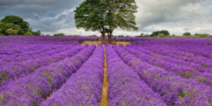 Best Lavender Fields Near London For 2026: 6 Pretty Purple Days Out This Summer