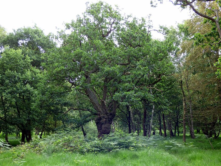 Epping Forest