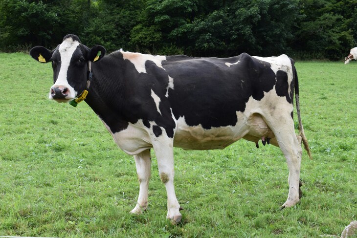 A black and white Holstein cow stands in a green pasture, wearing a yellow ear tag and a tracking collar.